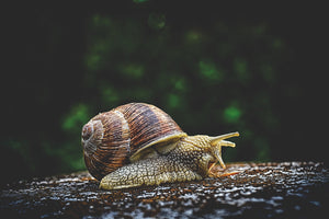 aluminium-print-snail-xxl
