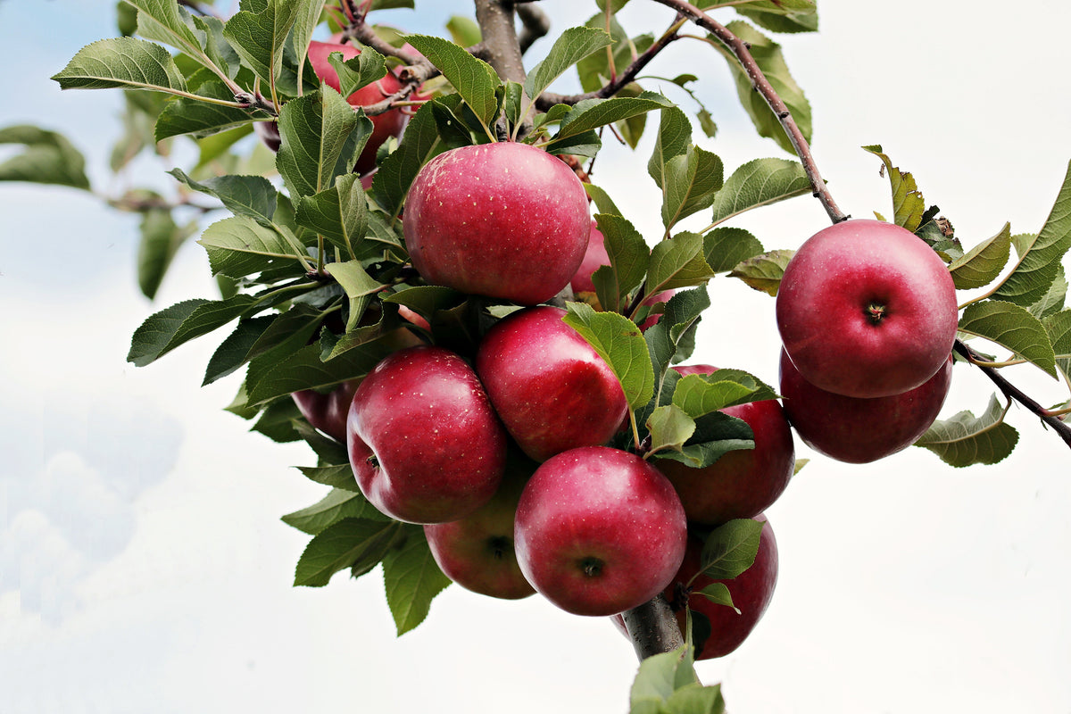 3-piece-acrylic-print-close-up-apple-tree