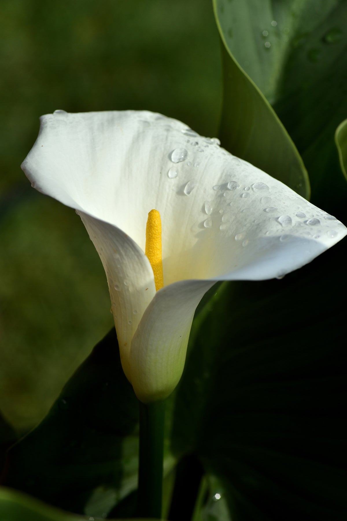 framedposter-print-white-calla-with-morning-dew