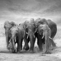 9-piece-canvas-print-the-elephants