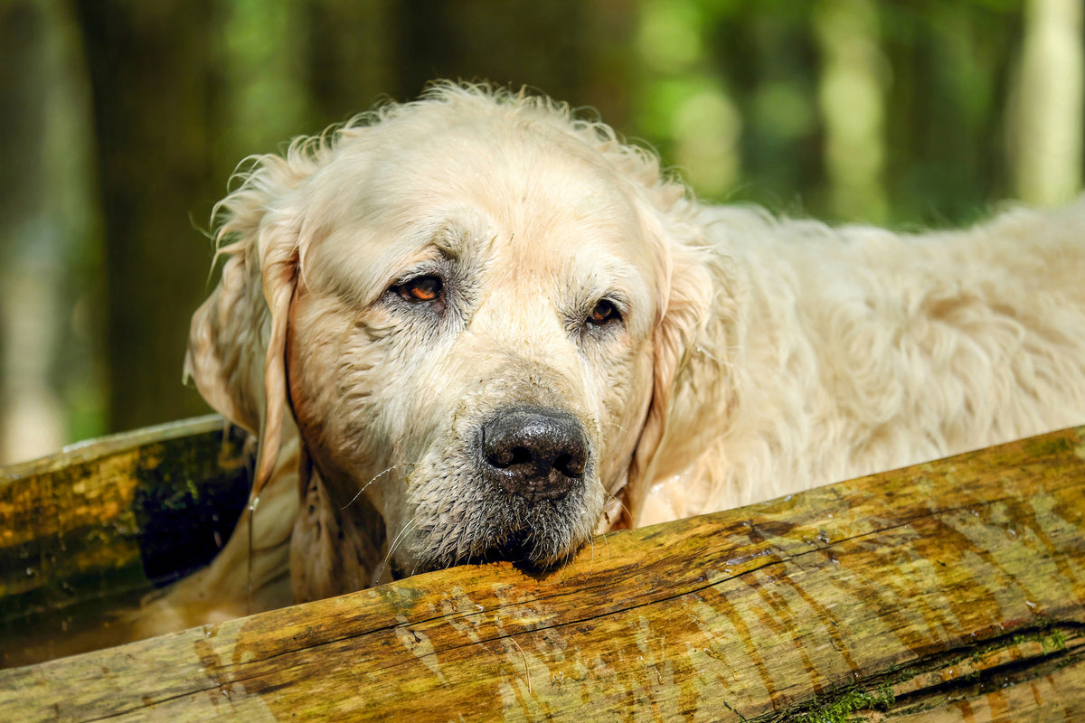 canvas-print-golden-retriever-in-nature