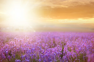 acrylic-print-sunset-in-lavender-field
