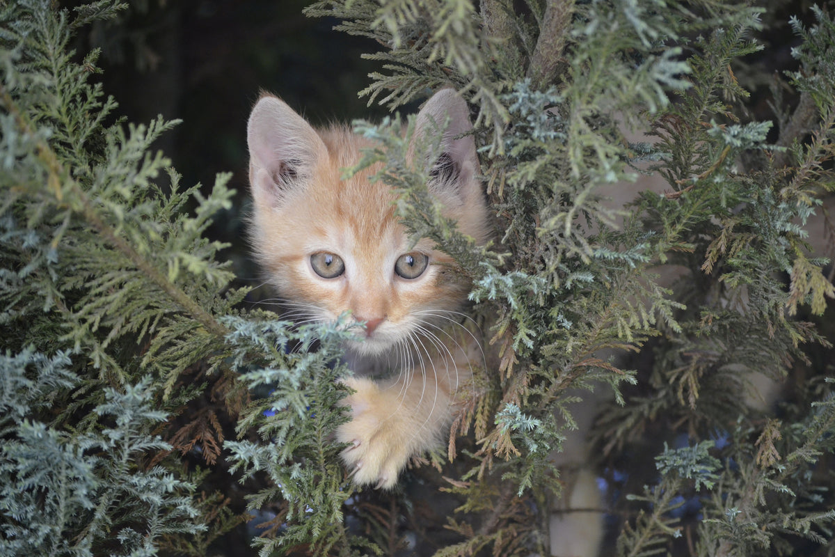 aluminium-print-tiger-kitten