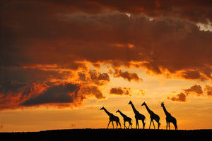poster-print-five-giraffes-x