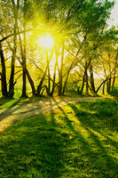 aluminium-print-forest-path-in-sunlight