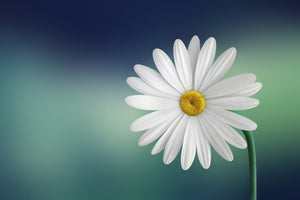 framedcanvas-print-flower