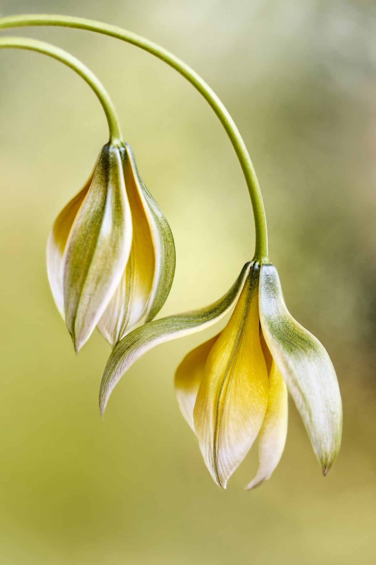 aluminium-print-tulipa-x