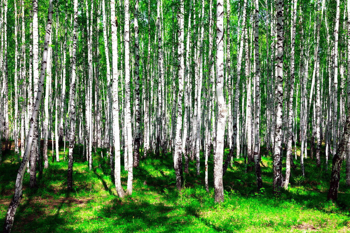 modern-3-piece-acrylic-print-summerly-birch-forest