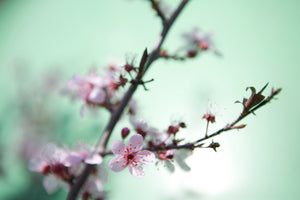 aluminium-print-beautiful-japanese-cherry-blossom