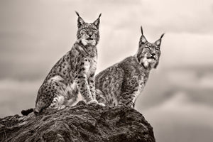 poster-print-two-lynx-on-rock