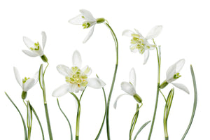 framedcanvas-print-spring-snowdrops