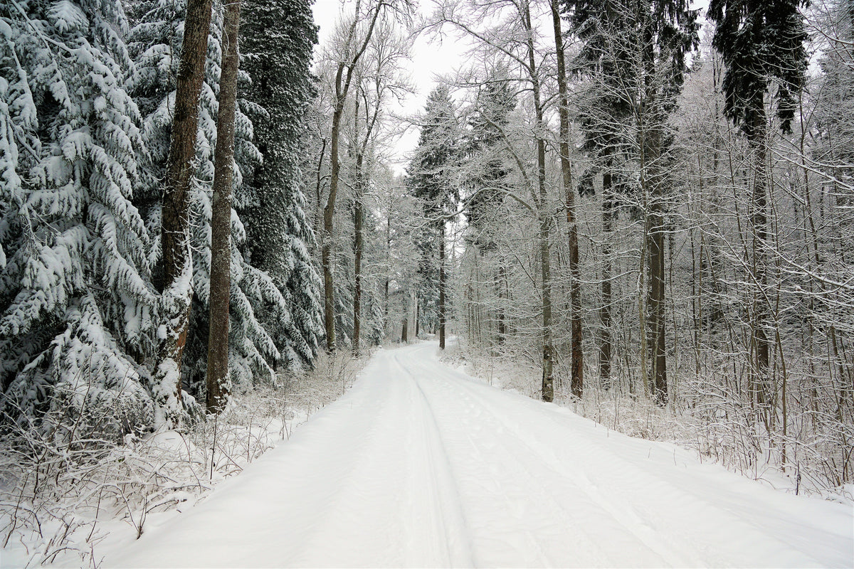 framedposter-print-snow-in-the-forest
