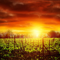 9-piece-canvas-print-the-vineyard-at-sunset
