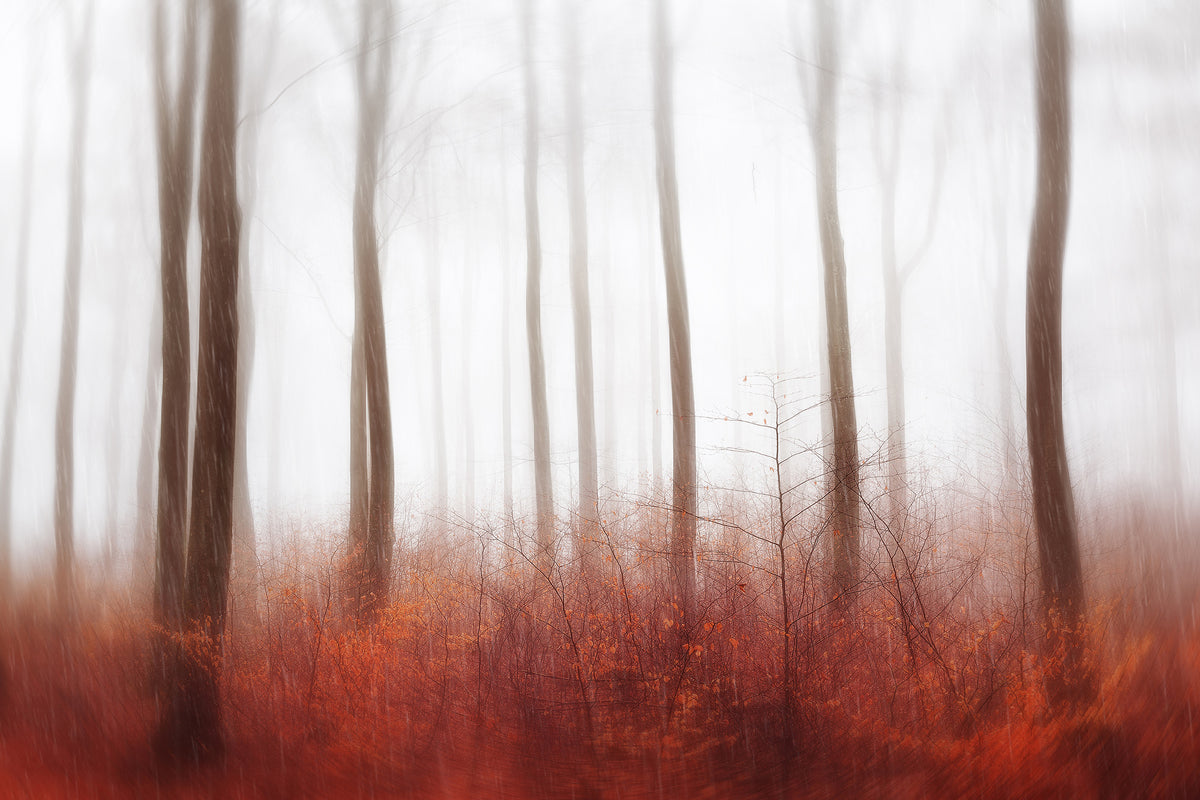 canvas-print-endless-woods-x
