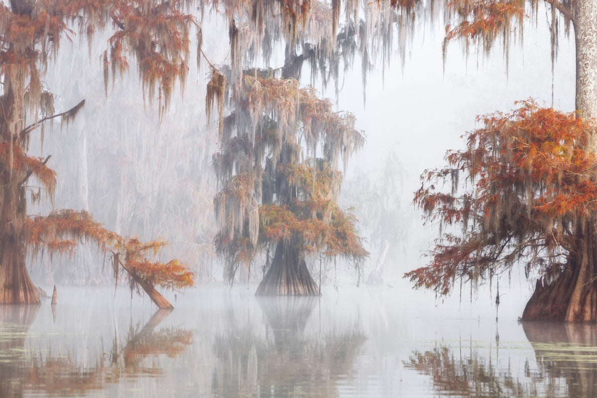 canvas-print-mysty-bayou-x