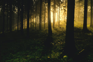 3-piece-canvas-print-sunset-in-the-forest