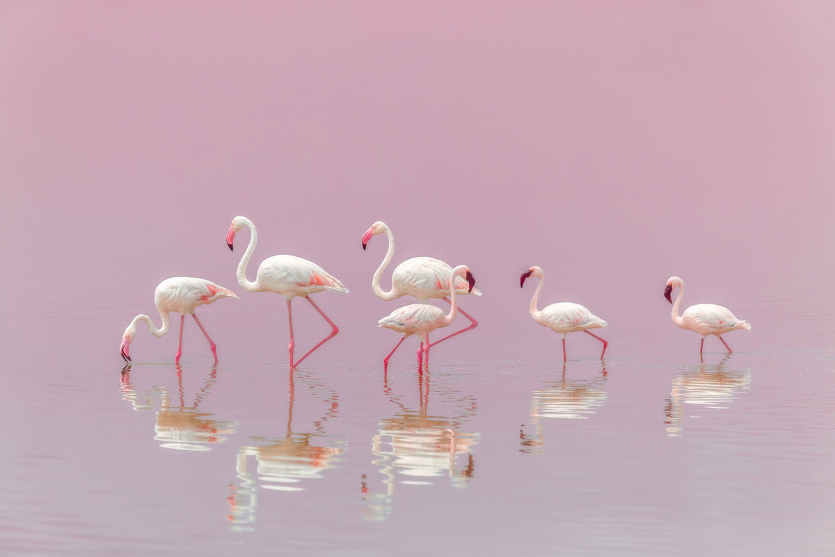 framedcanvas-print-flamingos-xyo