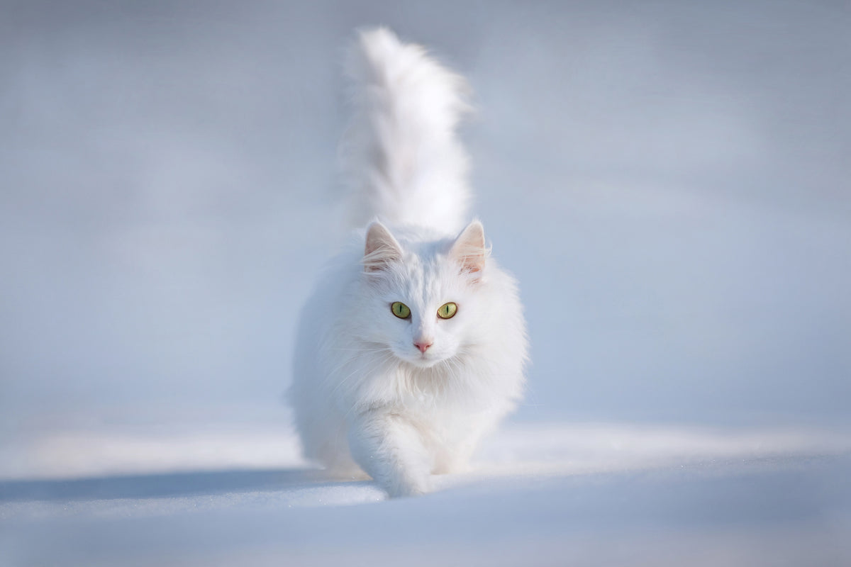 modern-3-piece-canvas-print-yellow-eyes