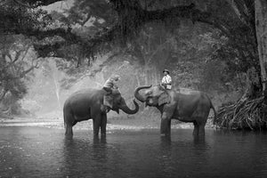 framedposter-print-two-elephants