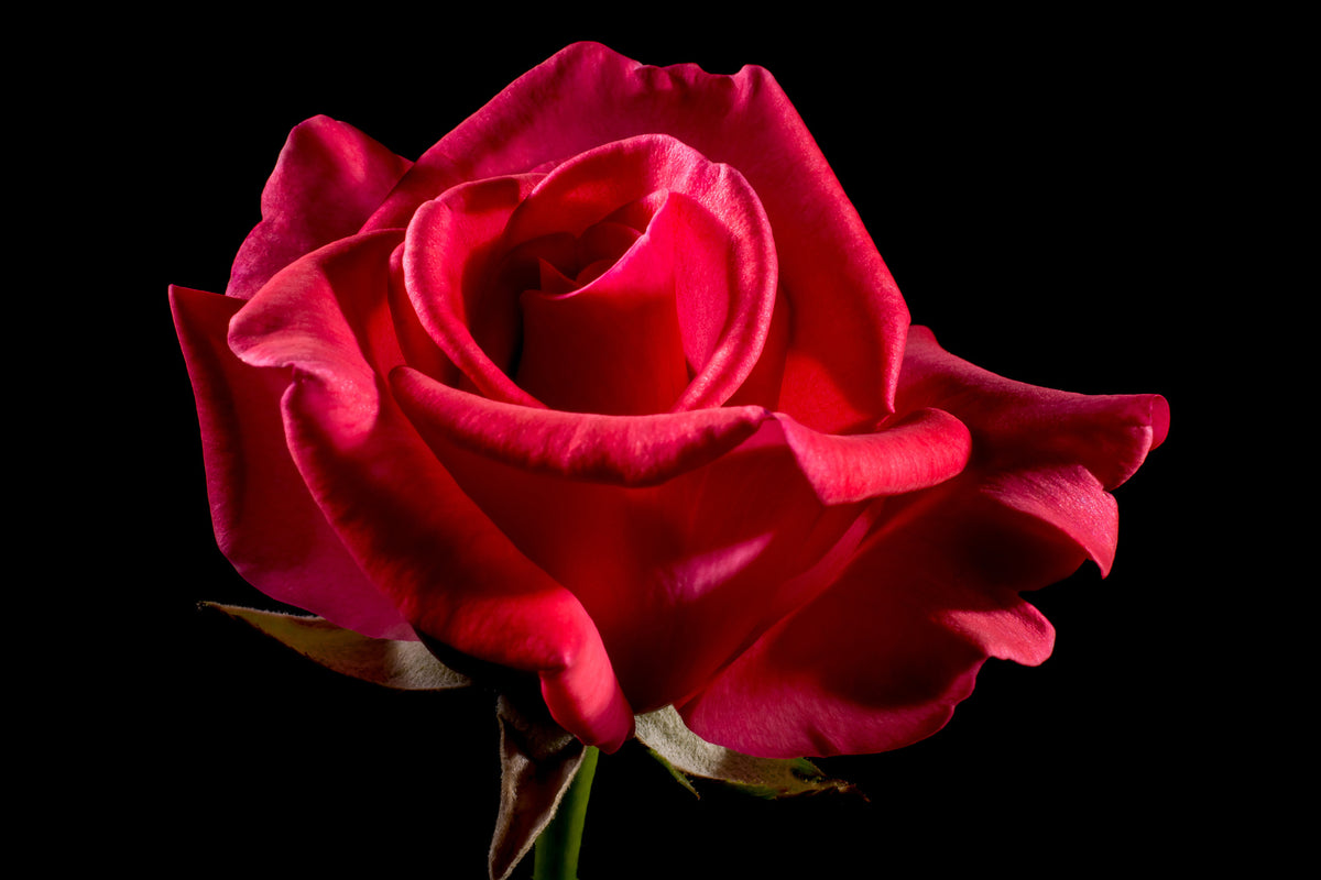 framedcanvas-print-the-flower-of-love