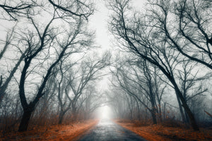 modern-3-piece-canvas-print-mysterious-mood-in-the-forest