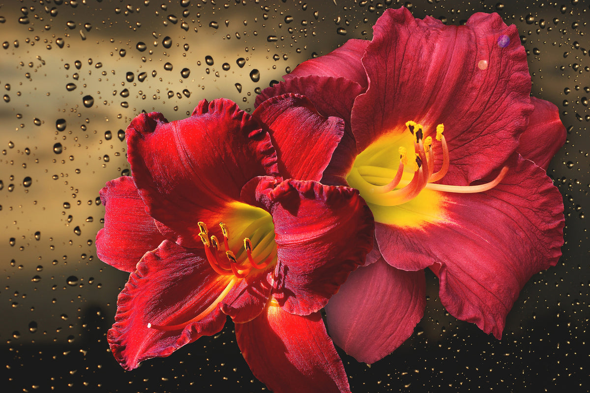 3-piece-aluminium-print-lily-flowers-with-water-drops