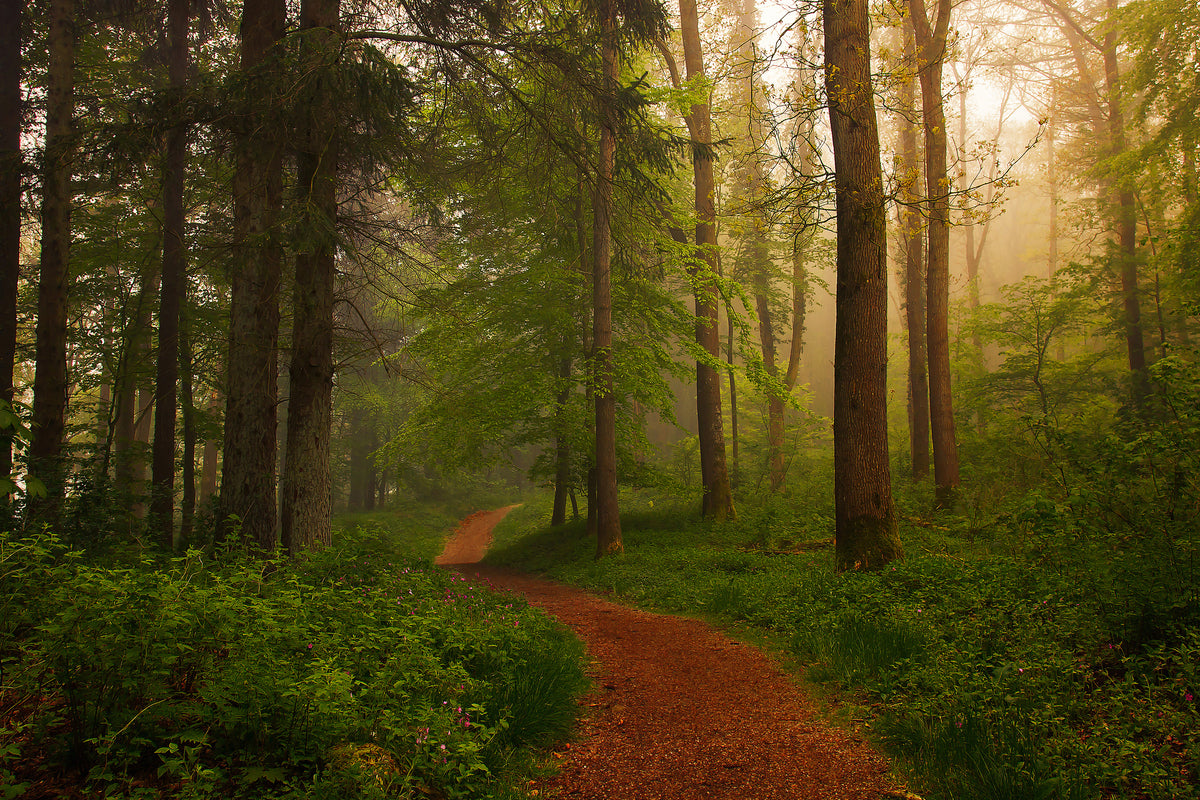 acrylic-print-the-red-path-x