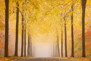 framedposter-print-autumn-road-x