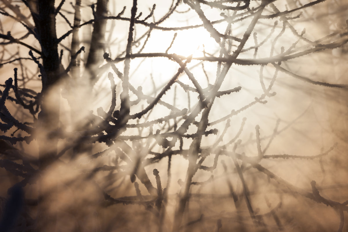 modern-3-piece-acrylic-print-branches-in-fog-light