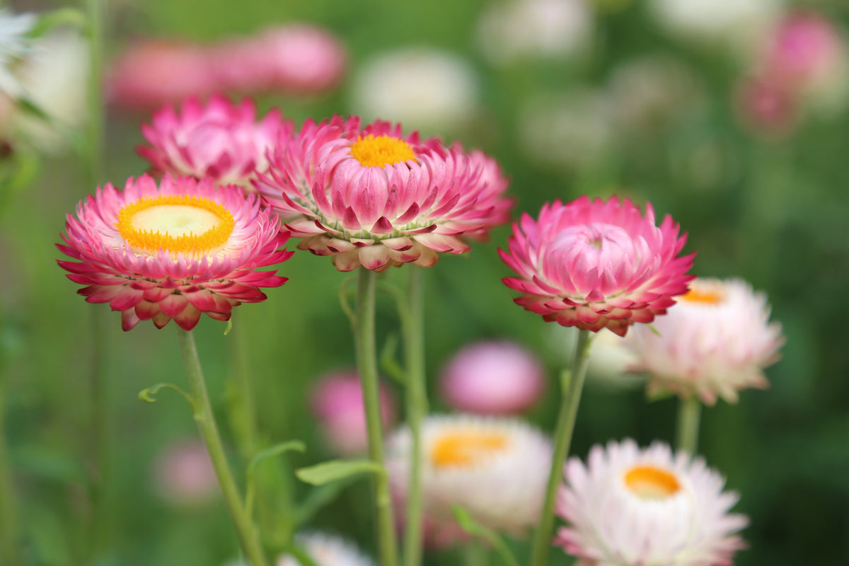 canvas-print-flowers-of-spring
