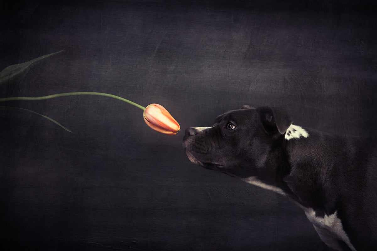 canvas-print-first-approach-hildegard-and-the-tulip