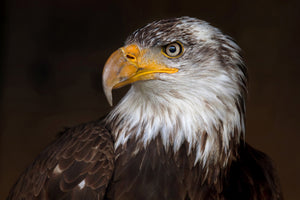 3-piece-canvas-print-caged-eagle