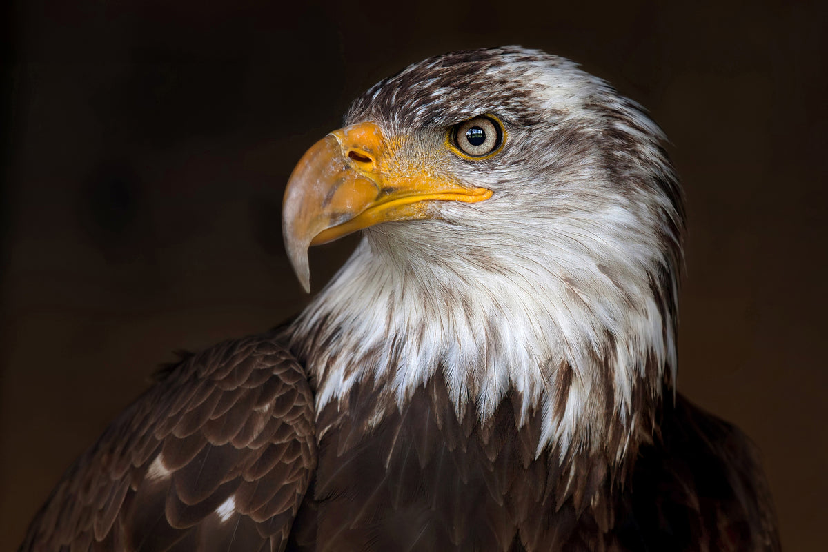 3-piece-canvas-print-caged-eagle
