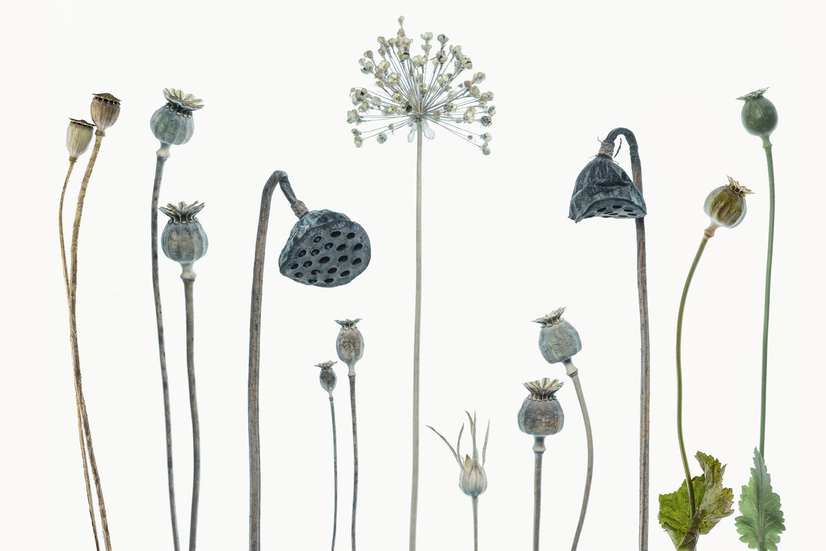acrylic-print-seed-heads-x