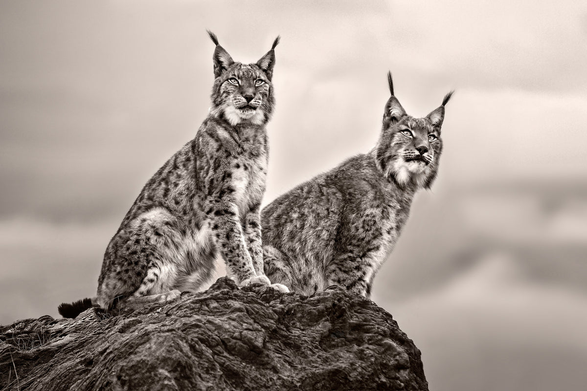 framedposter-print-two-lynx-on-rock