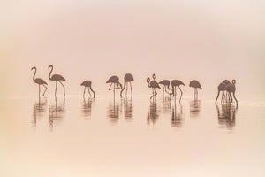 aluminium-print-flamingos-in-the-mist-x