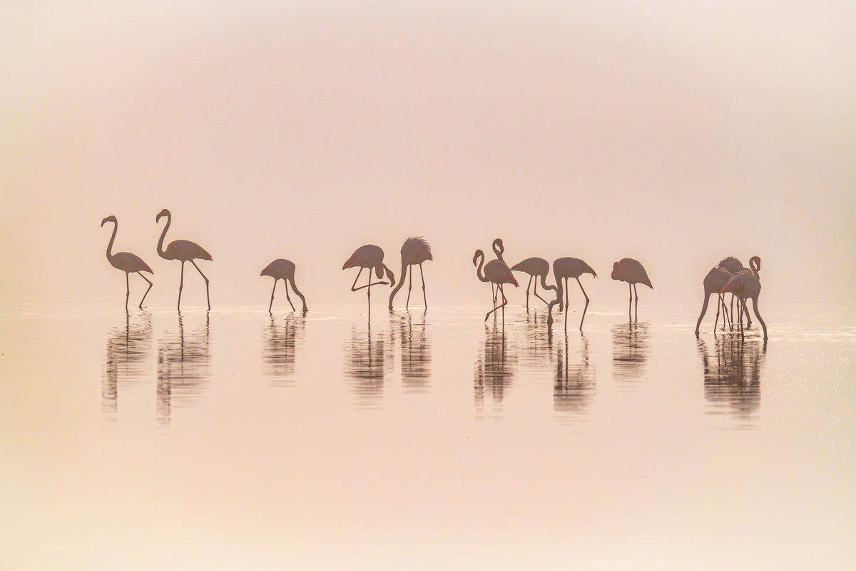 aluminium-print-flamingos-in-the-mist-x
