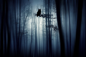 framedcanvas-print-in-the-forest-x