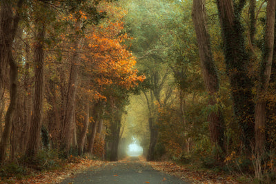 poster-print-country-road-x