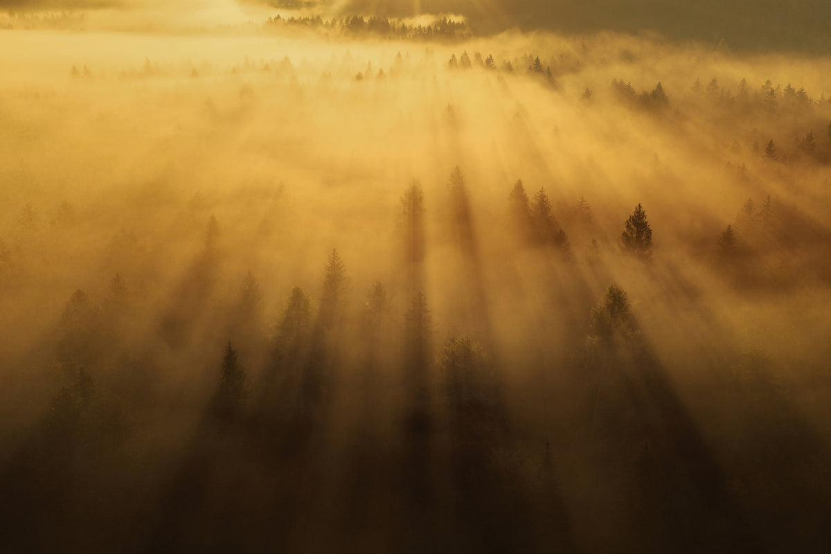 framedposter-print-morning-in-the-forest-xil