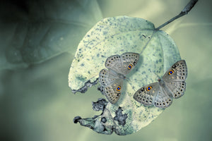 acrylic-print-duet