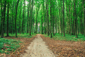 canvas-print-pine-forests