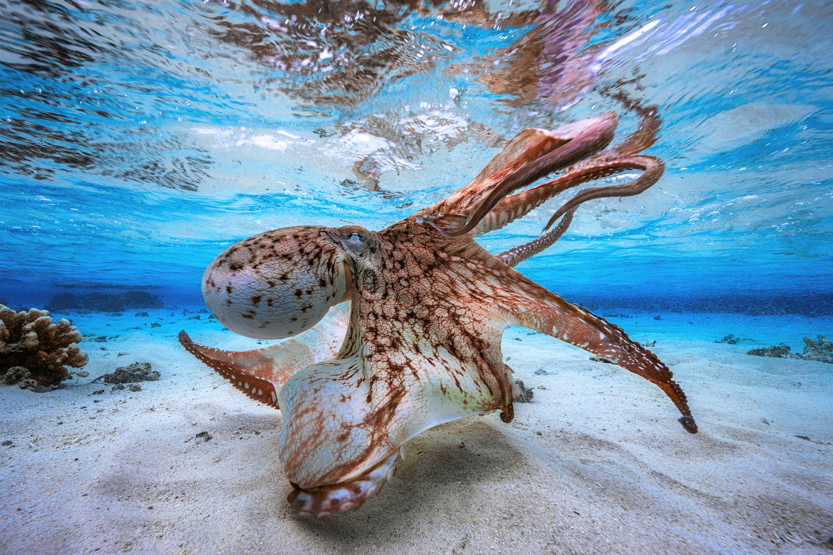 3-piece-aluminium-print-dancing-octopus