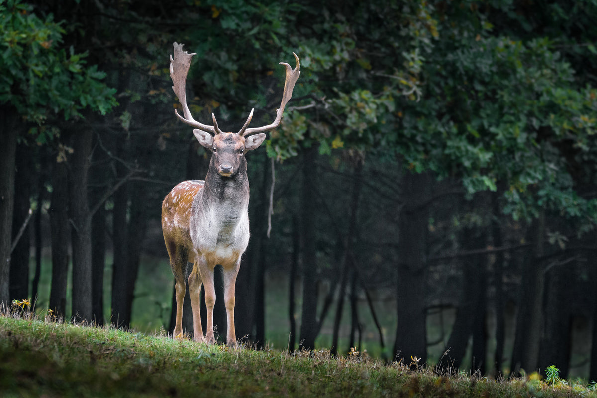 3-piece-canvas-print-the-fallow-deer-ii
