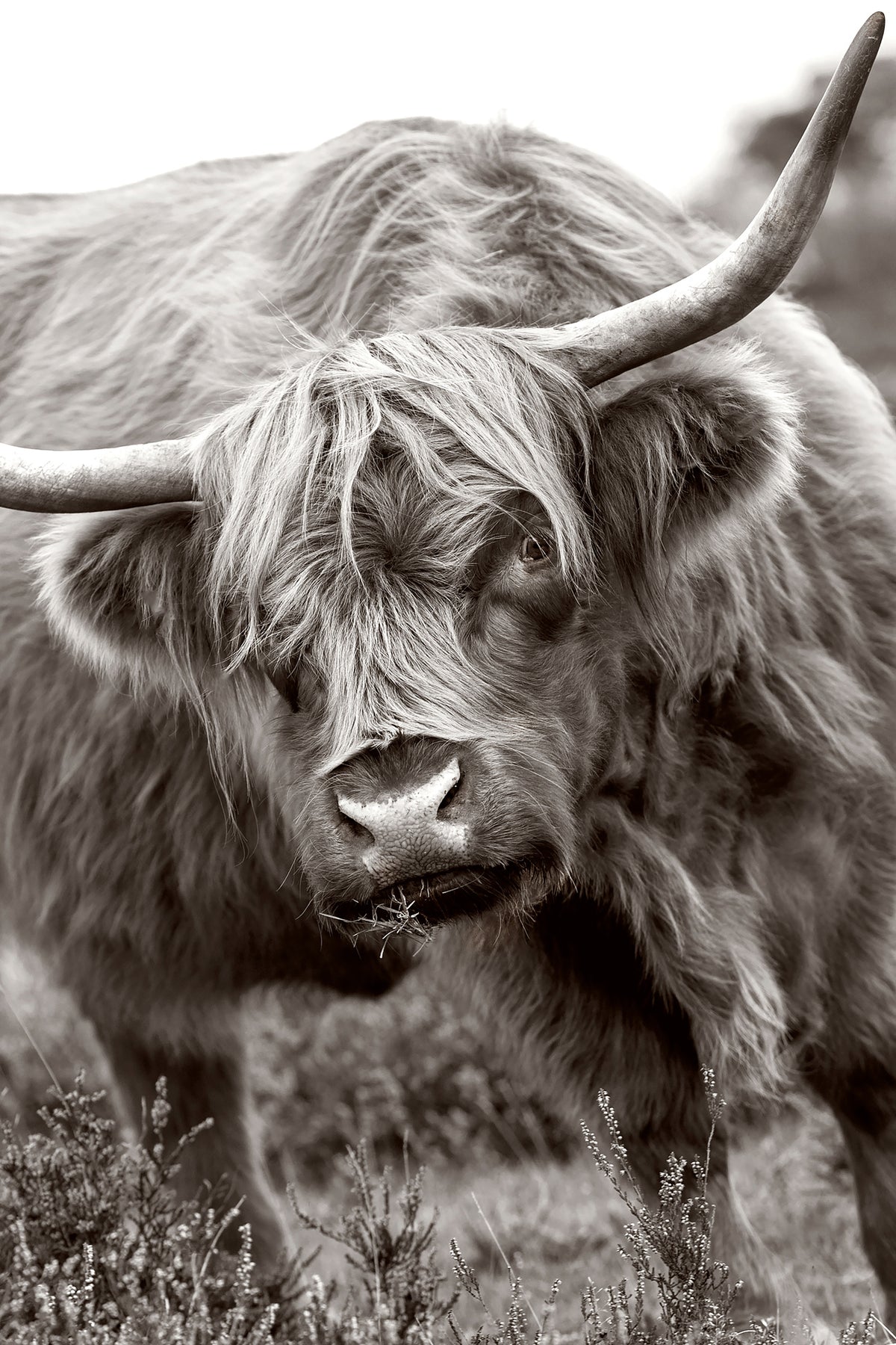 canvas-print-the-bull-x