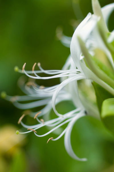 poster-print-macro-florescence