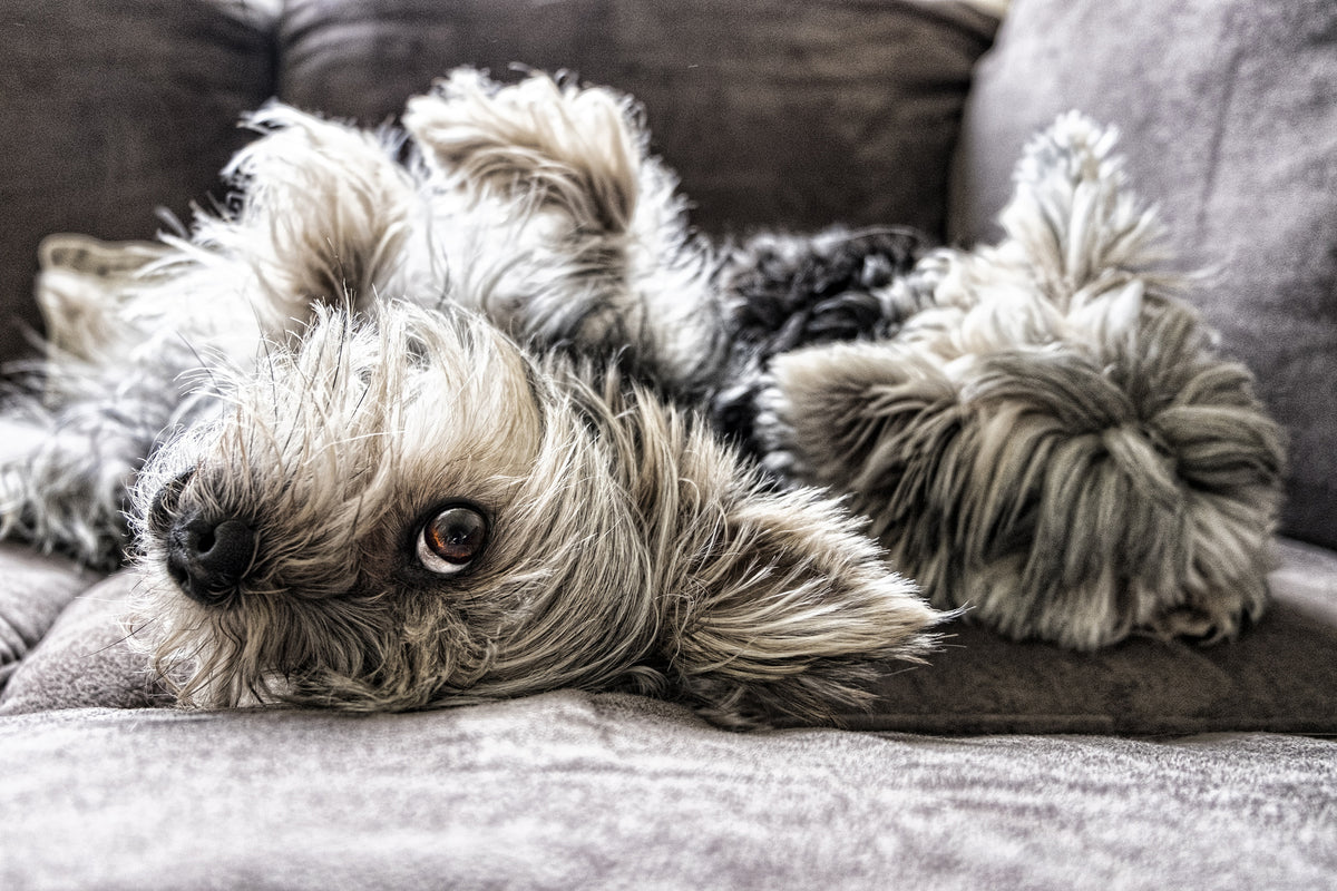 canvas-print-2-cute-dogs