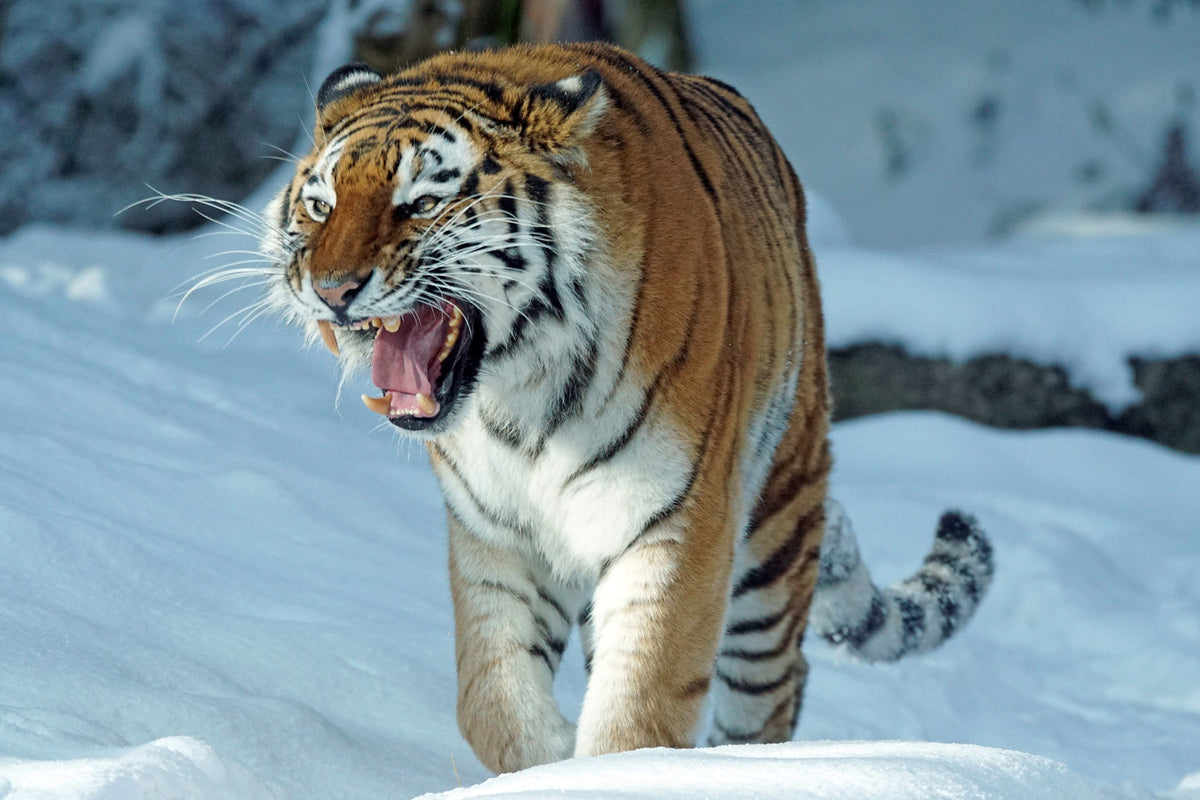poster-print-tiger-in-the-snow
