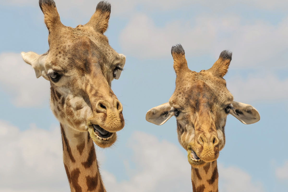 acrylic-print-2-giraffes
