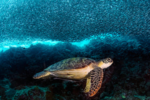 acrylic-print-turtle-and-sardines-x